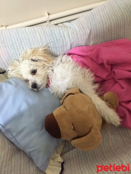 Maltese, Köpek  Loya fotoğrafı