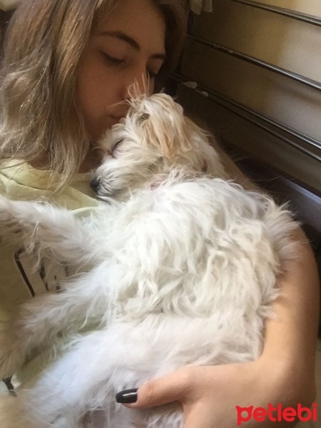 Maltese, Köpek  Loya fotoğrafı