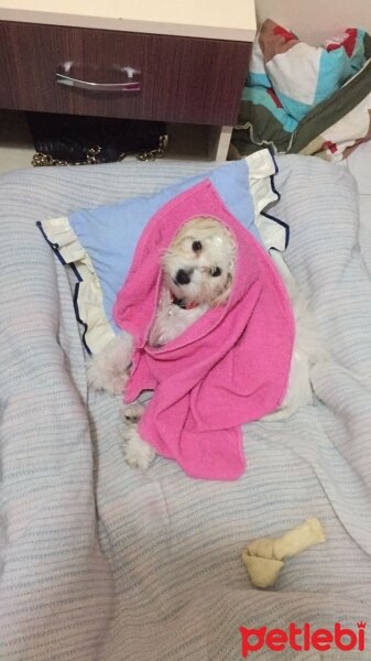 Maltese, Köpek  Loya fotoğrafı