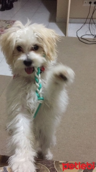 Maltese, Köpek  Loya fotoğrafı