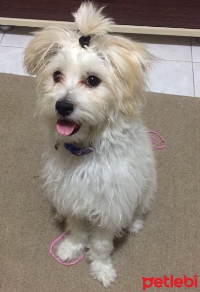 Maltese, Köpek  Loya fotoğrafı