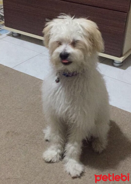 Maltese, Köpek  Loya fotoğrafı