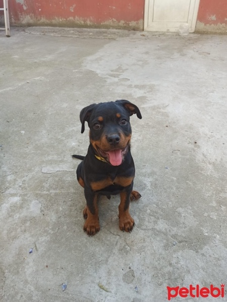 Rottweiler, Köpek  Alfa fotoğrafı