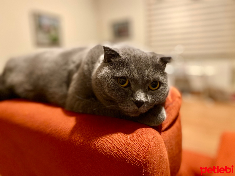Scottish Fold, Kedi  Mişu fotoğrafı