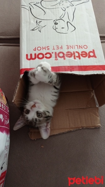 Tekir Kedi, Kedi  Alis fotoğrafı