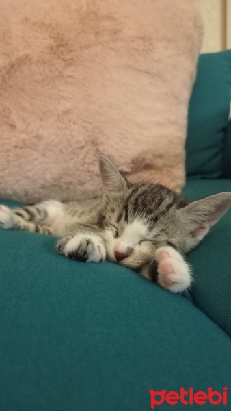 Tekir Kedi, Kedi  Alis fotoğrafı