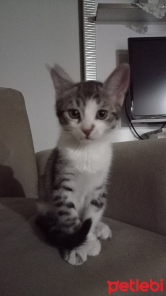 Tekir Kedi, Kedi  Alis fotoğrafı