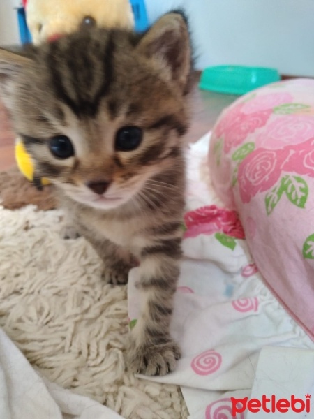 Tekir Kedi, Kedi  Boncuk fotoğrafı