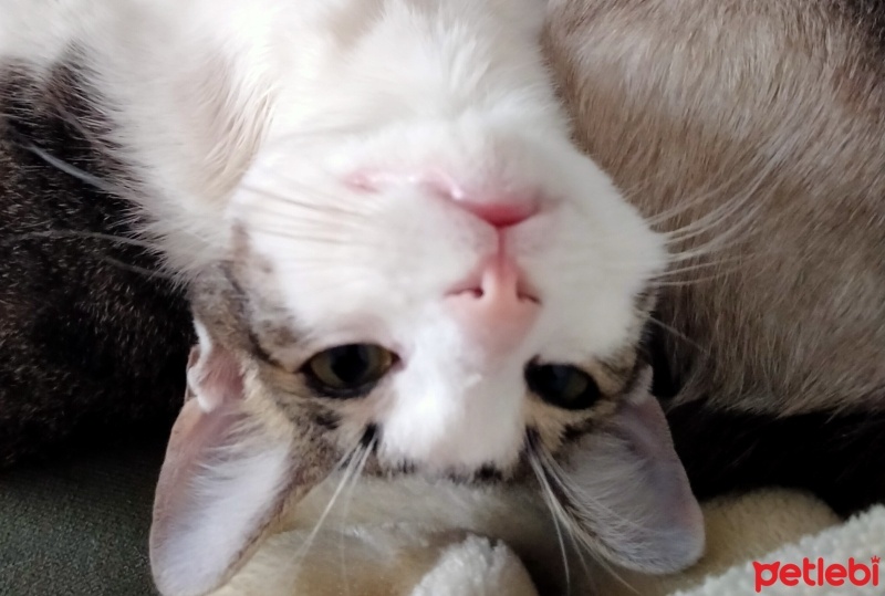 Tekir Kedi, Kedi  Myu fotoğrafı