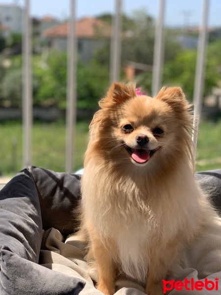 Pomeranyalı, Köpek  Coco fotoğrafı