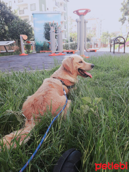 Golden Retriever, Köpek  Tera fotoğrafı