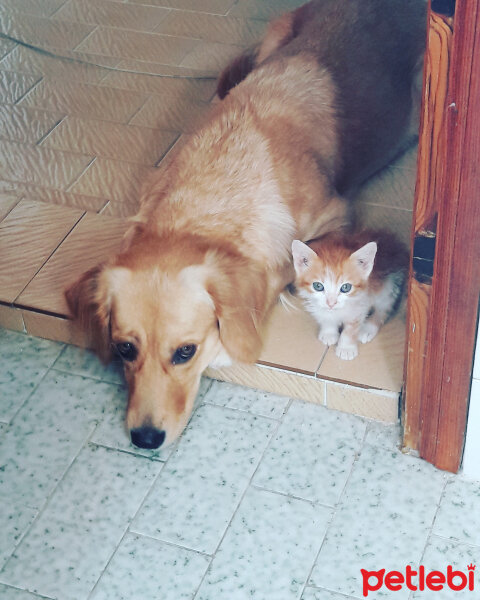 Golden Retriever, Köpek  Tera fotoğrafı