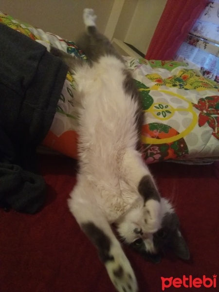 Tekir Kedi, Kedi  Hera fotoğrafı