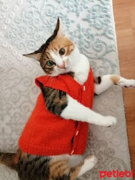 Tekir Kedi, Kedi  Ponçik fotoğrafı