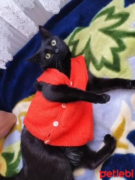 Tekir Kedi, Kedi  Kömür fotoğrafı