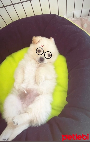 Pomeranyalı, Köpek  Harry fotoğrafı