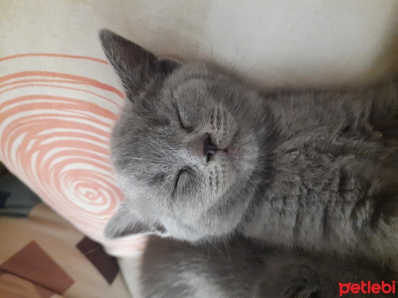 Scottish Fold, Kedi  Gümüş fotoğrafı