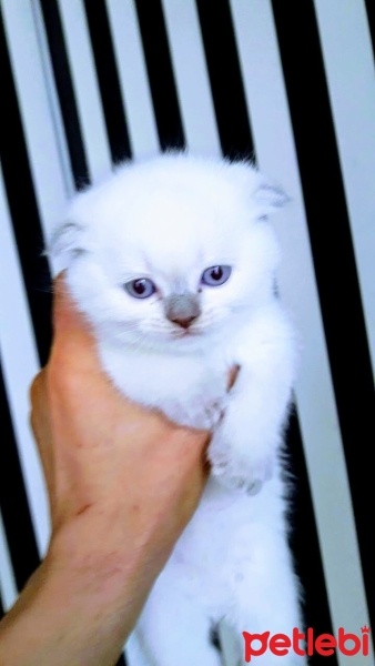 Scottish Fold, Kedi  Mia fotoğrafı