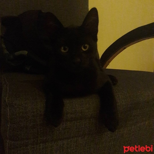 Bombay, Kedi  Kaplan fotoğrafı