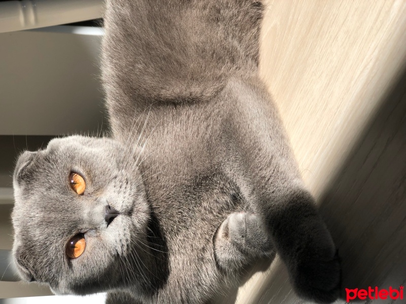 Scottish Fold, Kedi  Bulut fotoğrafı