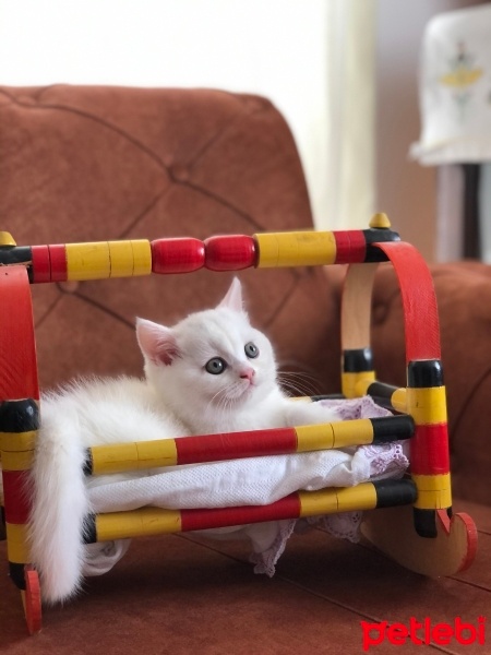 Scottish Fold, Kedi  Bulut fotoğrafı