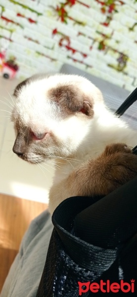 Scottish Fold, Kedi  Hera fotoğrafı
