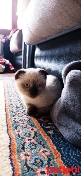 Scottish Fold, Kedi  Hera fotoğrafı