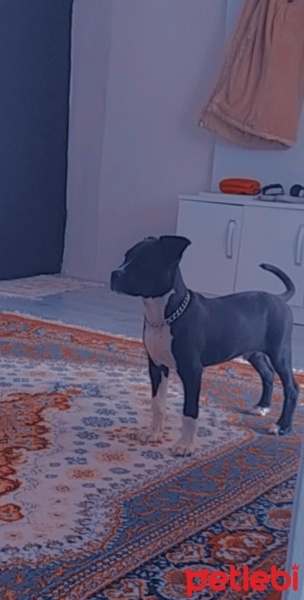 Amerikan Staffordshire Terrier, Köpek  Tyson fotoğrafı