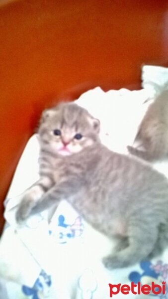 Scottish Fold, Kedi  pamuk fotoğrafı