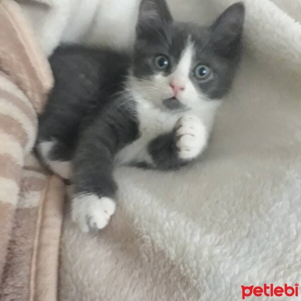 British Shorthair, Kedi  Çakıl fotoğrafı