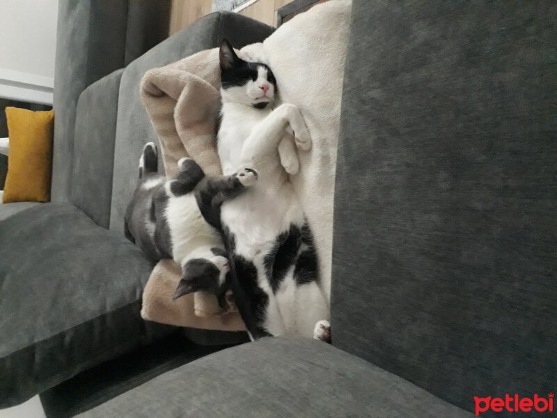 British Shorthair, Kedi  Çakıl fotoğrafı