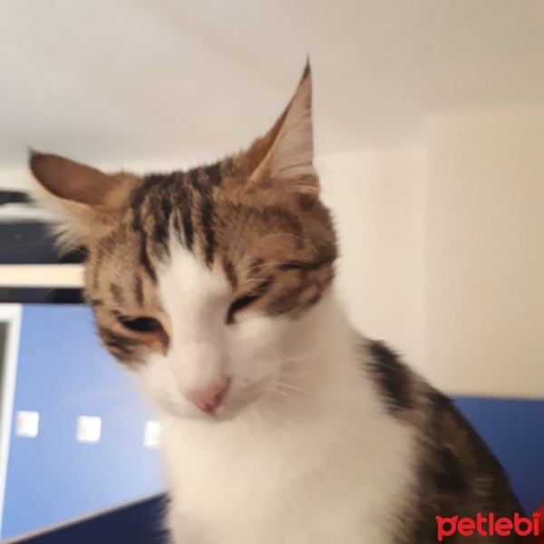 Van Kedisi, Kedi  bihter bebek fotoğrafı