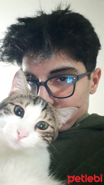 Van Kedisi, Kedi  bihter bebek fotoğrafı