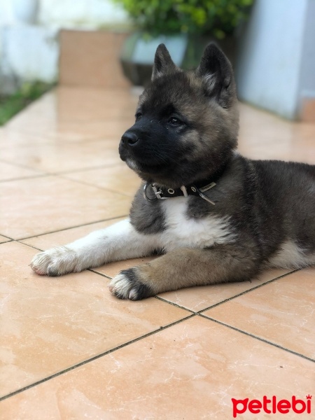 Akita İnu, Köpek  Babi fotoğrafı