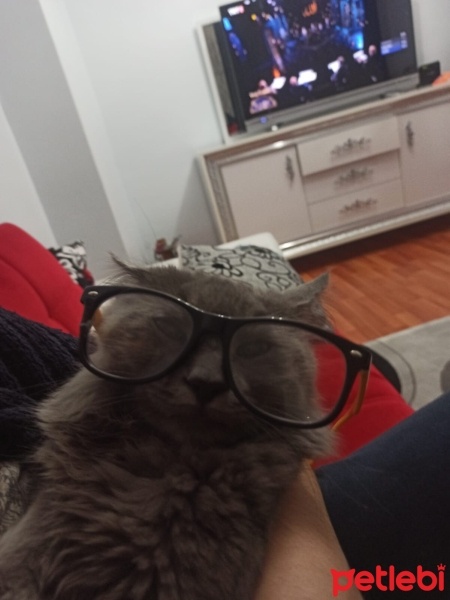 Mavi Rus, Kedi  Duman fotoğrafı