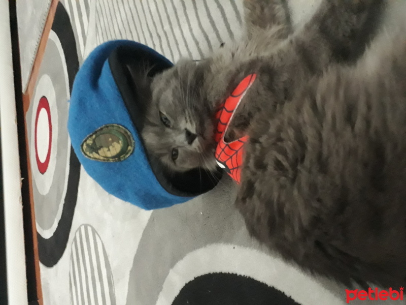 Mavi Rus, Kedi  Duman fotoğrafı