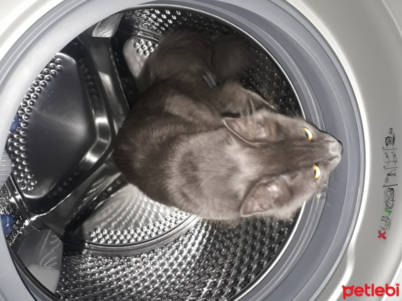 Mavi Rus, Kedi  Duman fotoğrafı