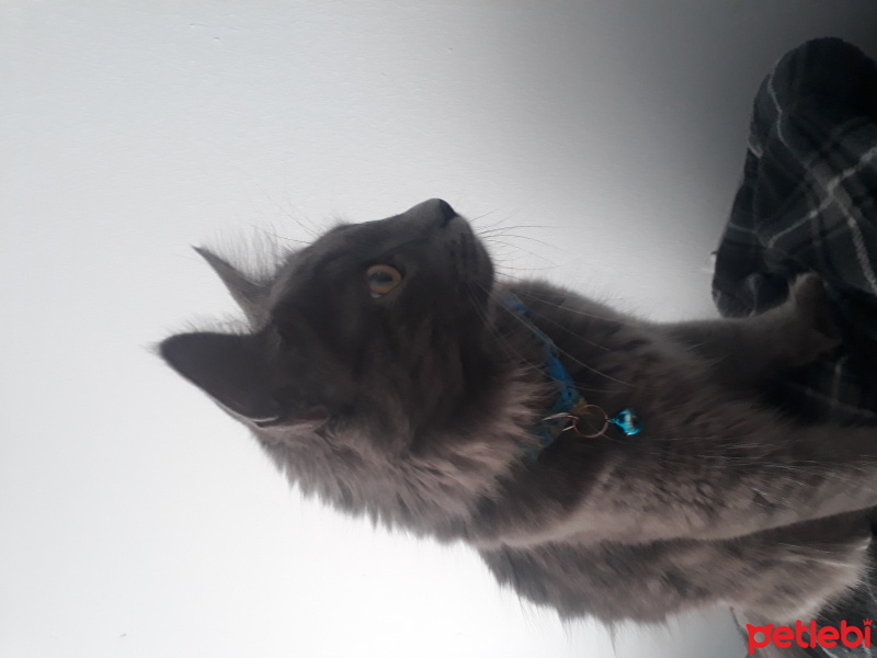 Mavi Rus, Kedi  Duman fotoğrafı