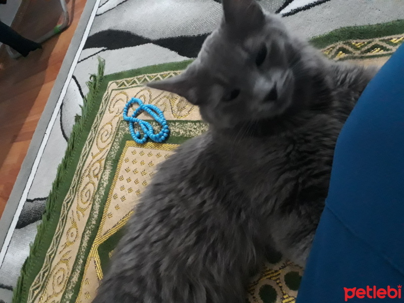 Mavi Rus, Kedi  Duman fotoğrafı
