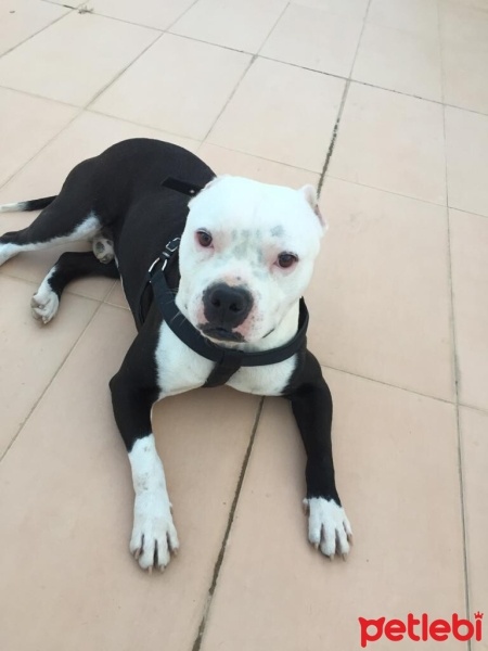 Amerikan Staffordshire Terrier, Köpek  Ragnar fotoğrafı