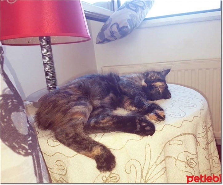 Tekir Kedi, Kedi  Güneş fotoğrafı