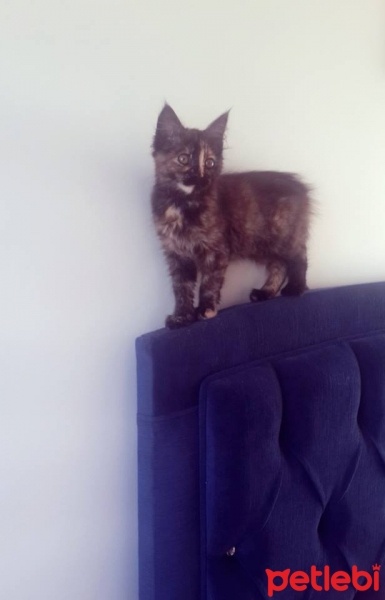 Tekir Kedi, Kedi  Güneş fotoğrafı