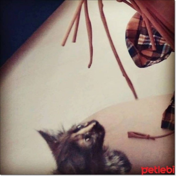 Tekir Kedi, Kedi  Güneş fotoğrafı