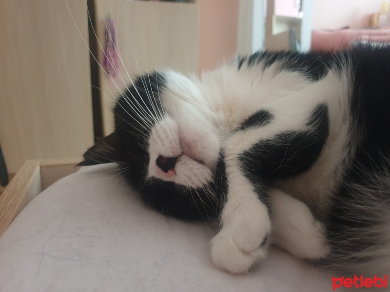 Tekir Kedi, Kedi  Boncuk fotoğrafı