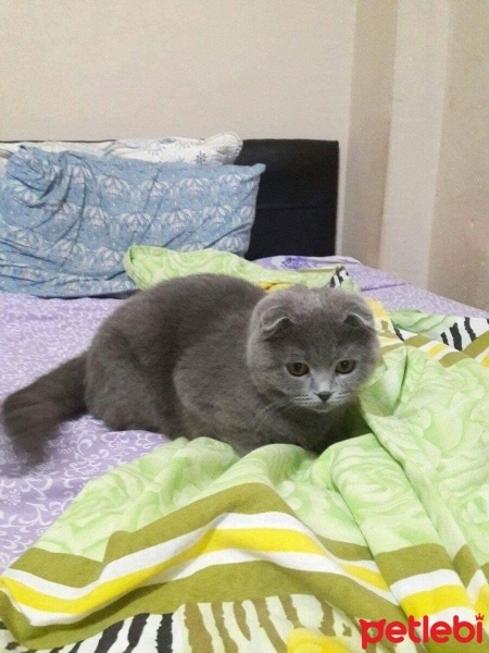 Scottish Fold, Kedi  Duman fotoğrafı