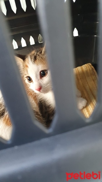 Tekir Kedi, Kedi  Zilli fotoğrafı