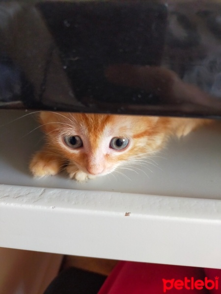 Sarman, Kedi  Şukufe fotoğrafı