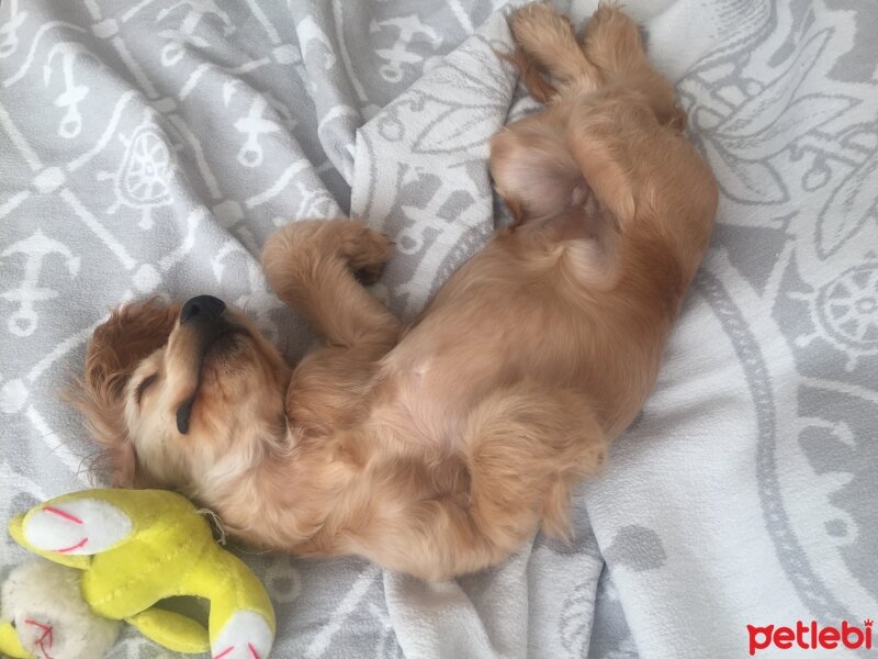 Amerikan Cocker Spaniel, Köpek  Paris fotoğrafı