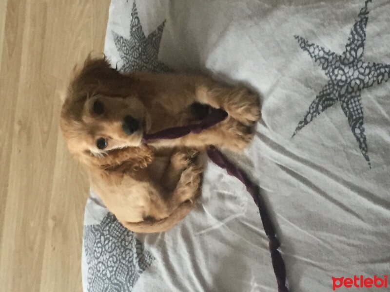 Amerikan Cocker Spaniel, Köpek  Paris fotoğrafı