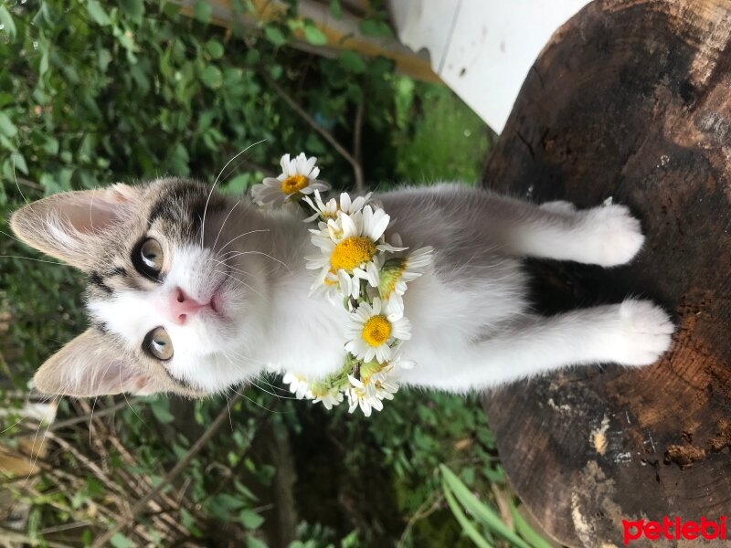 Tekir Kedi, Kedi  Kivi fotoğrafı